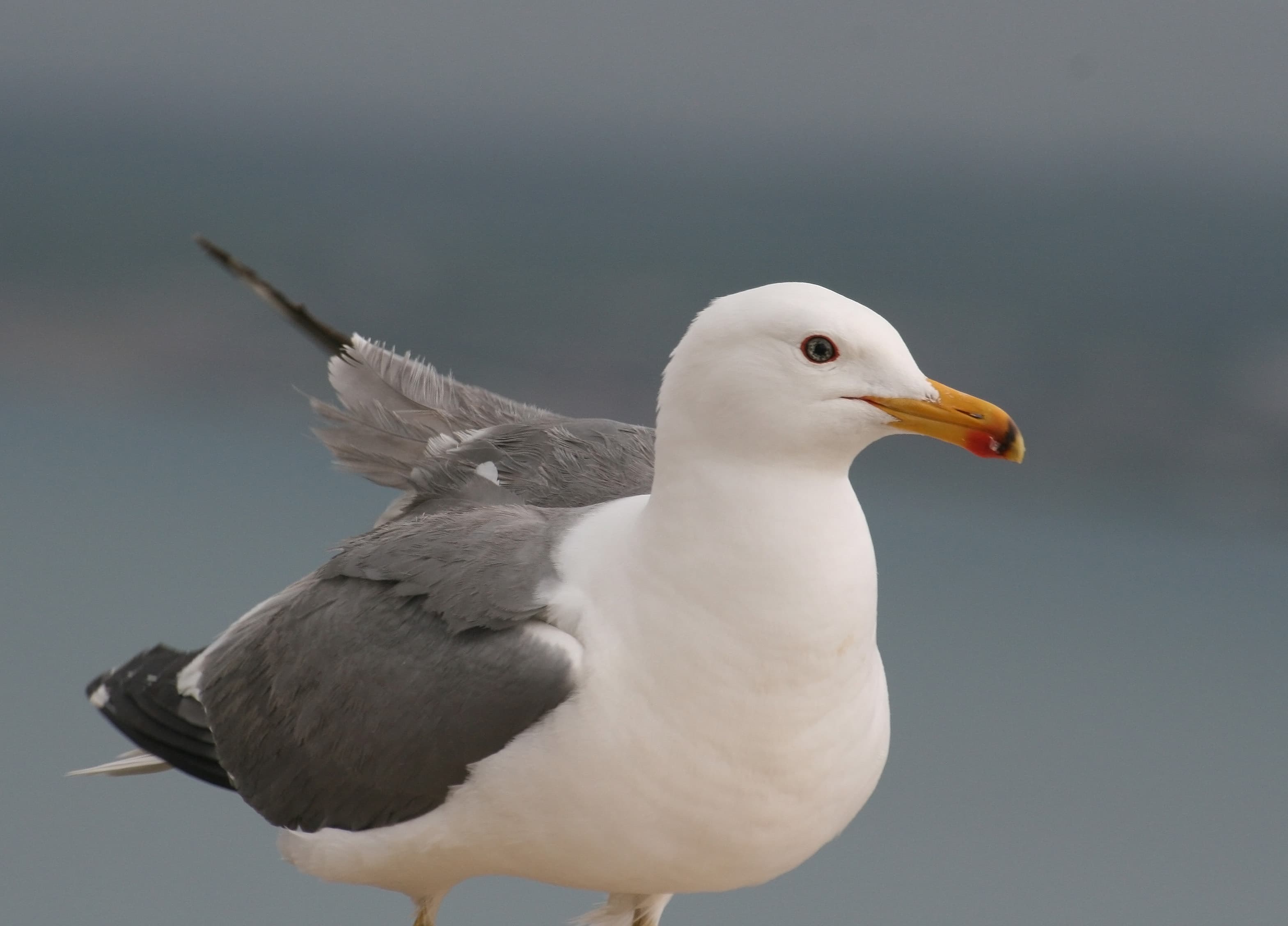 An Armenian gull at the edge of Lake Sevan