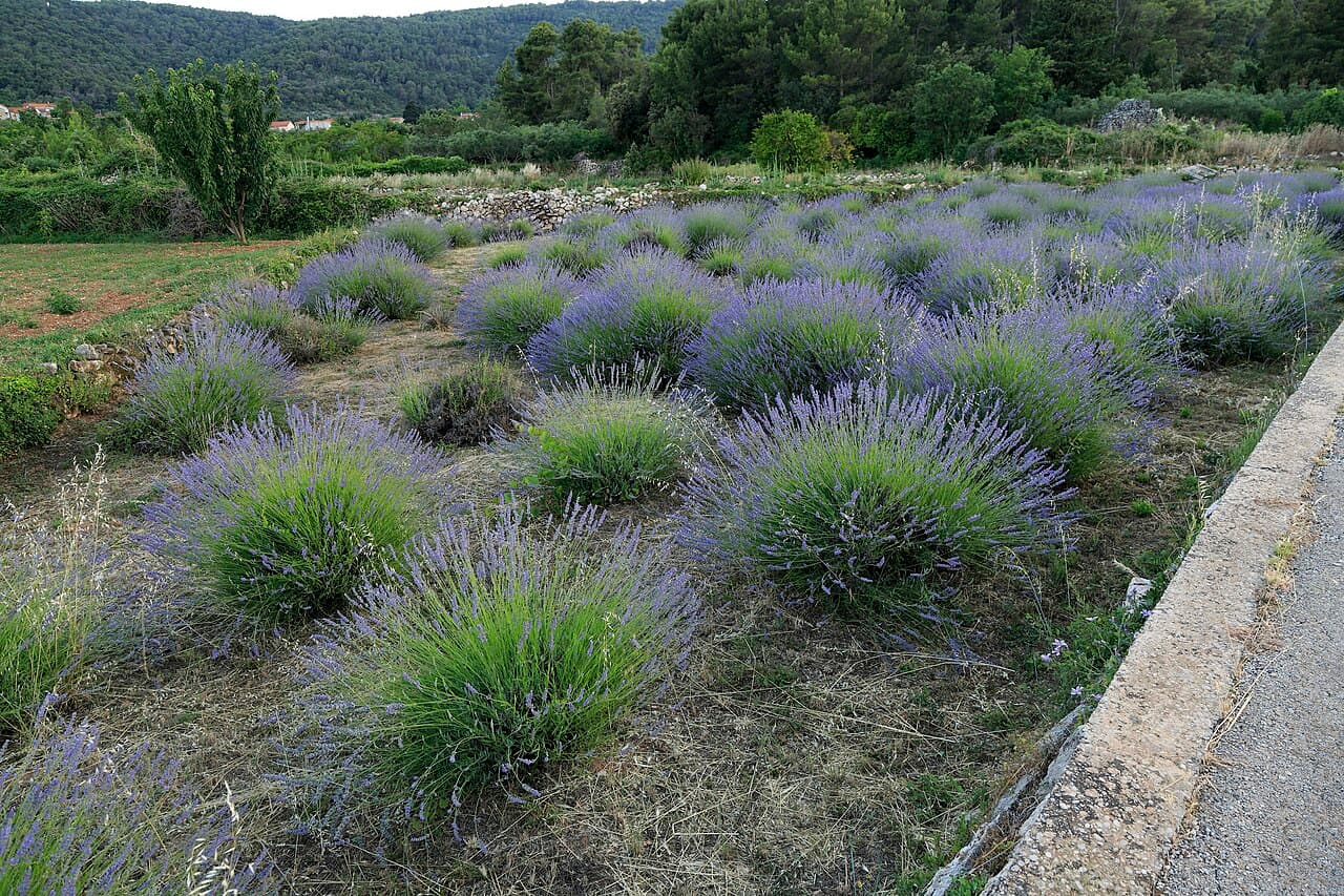 Purple lavender fields on the hillsides of Hvar island with the sea visible below