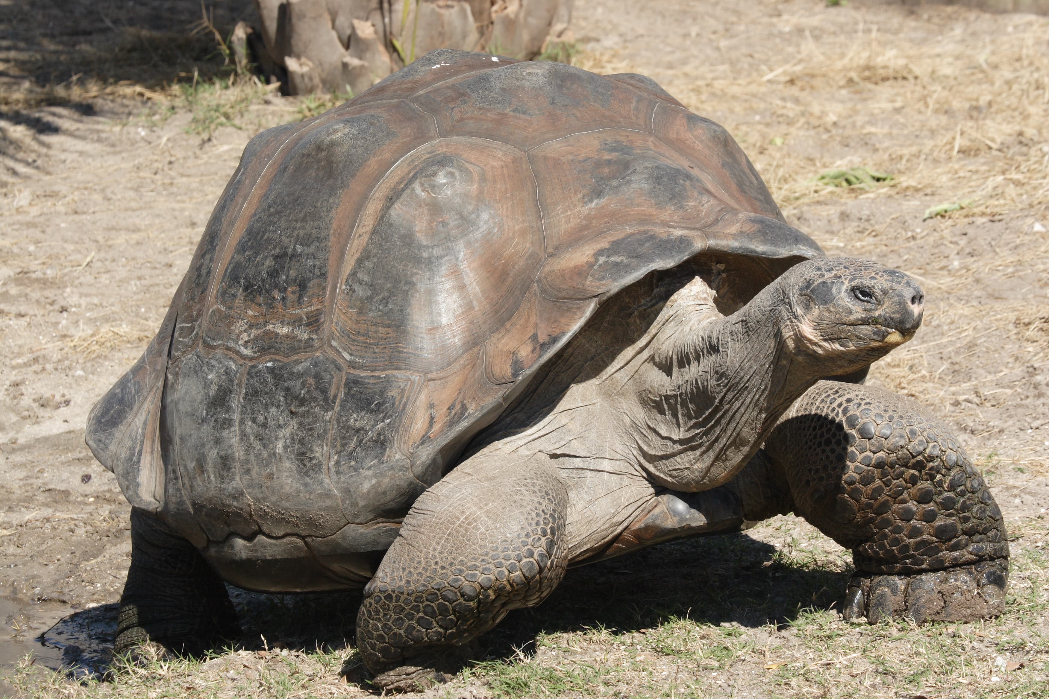 A huge Galápagos giant tortoise walking slowly through dry grass with a domed shell