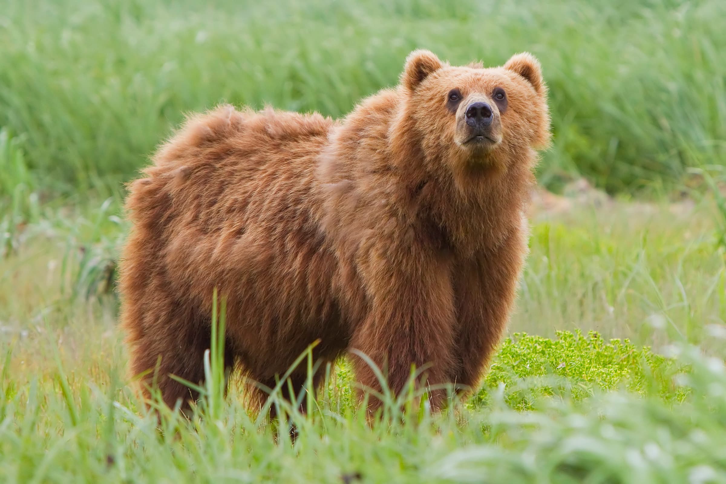A large brown bear walking through a sunlit forest