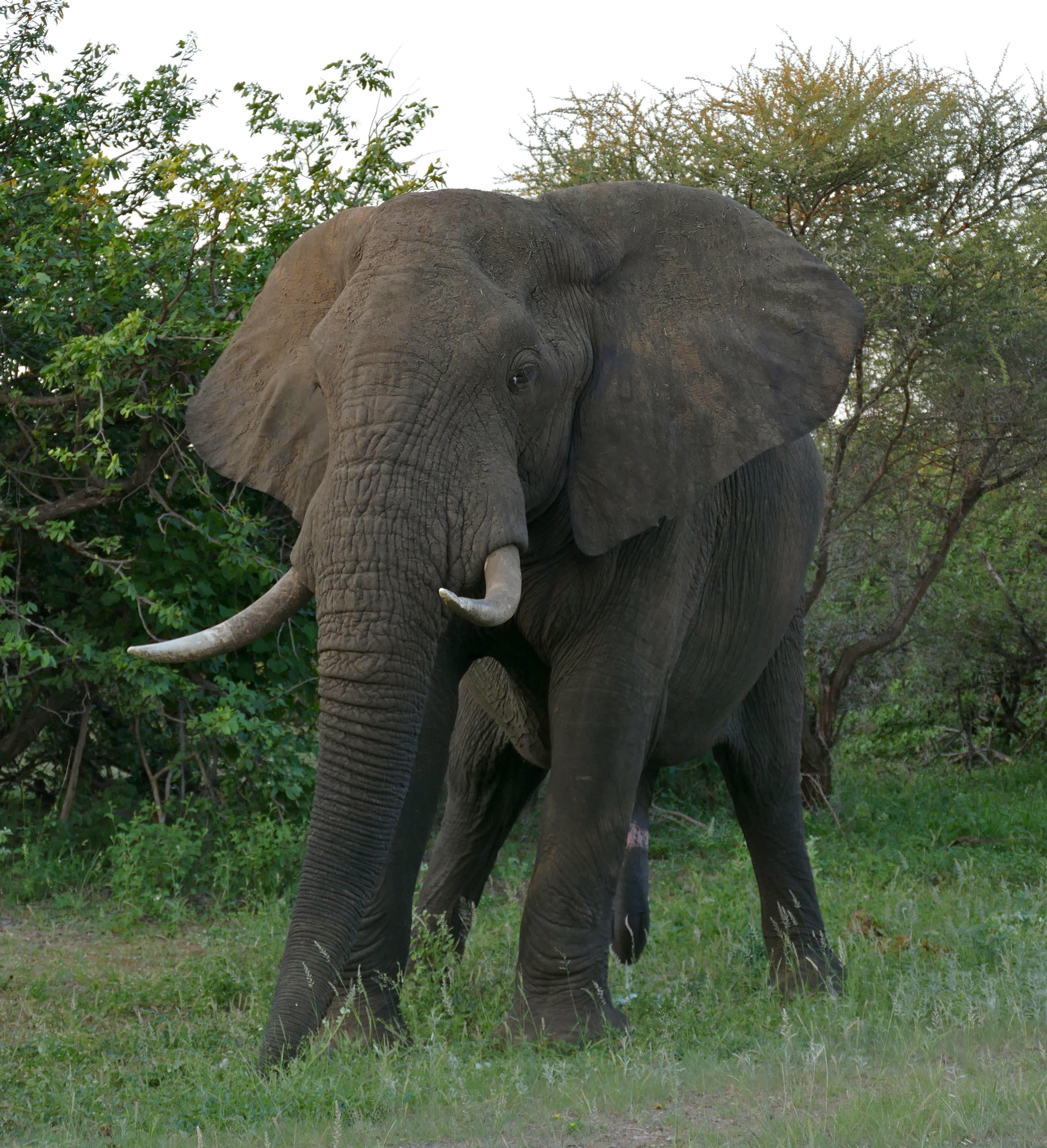 A family group of African elephants walking across a dusty Mali savannah at sunset