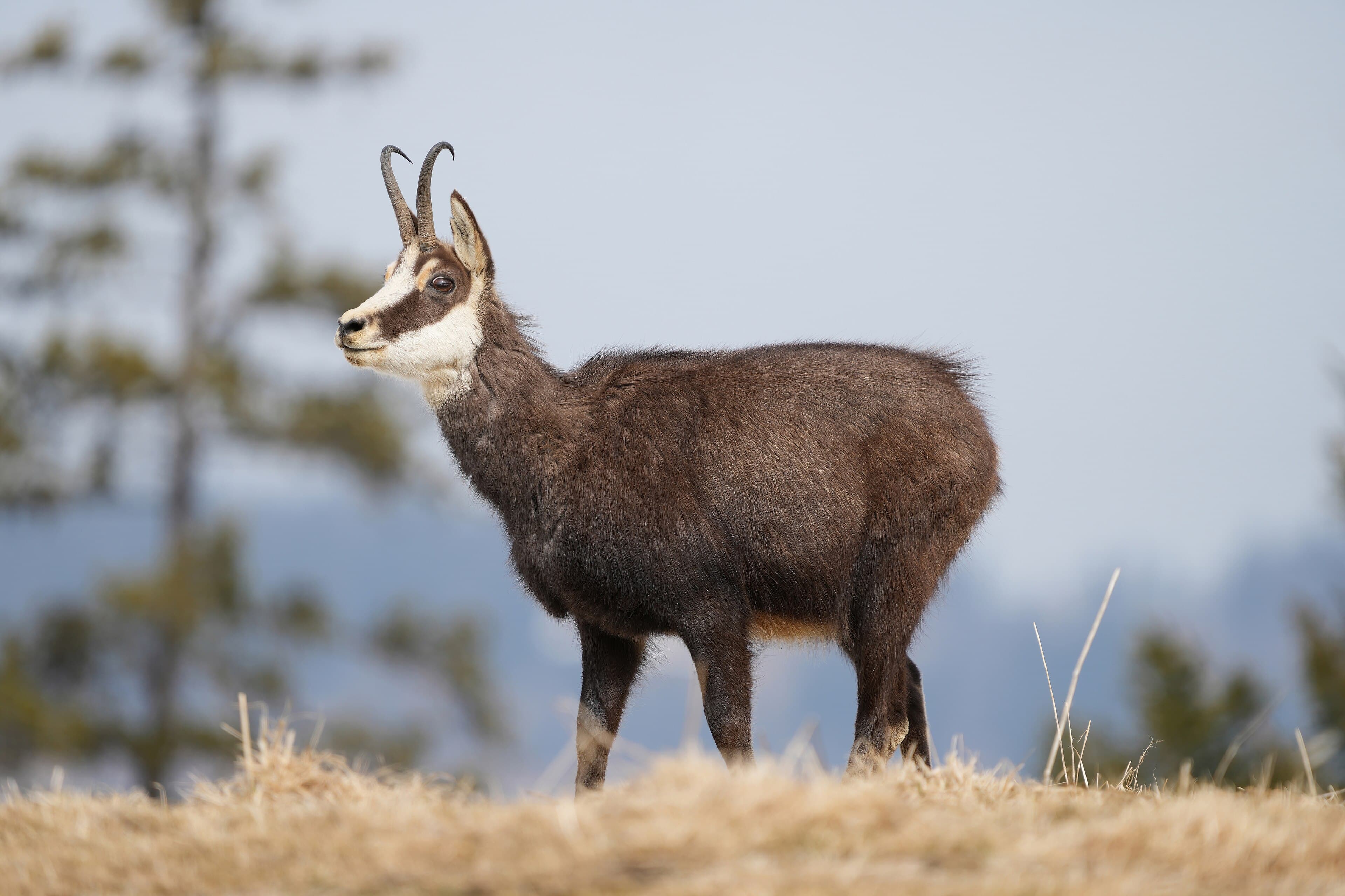 A chamois standing on a steep rocky cliff edge with mountain scenery behind