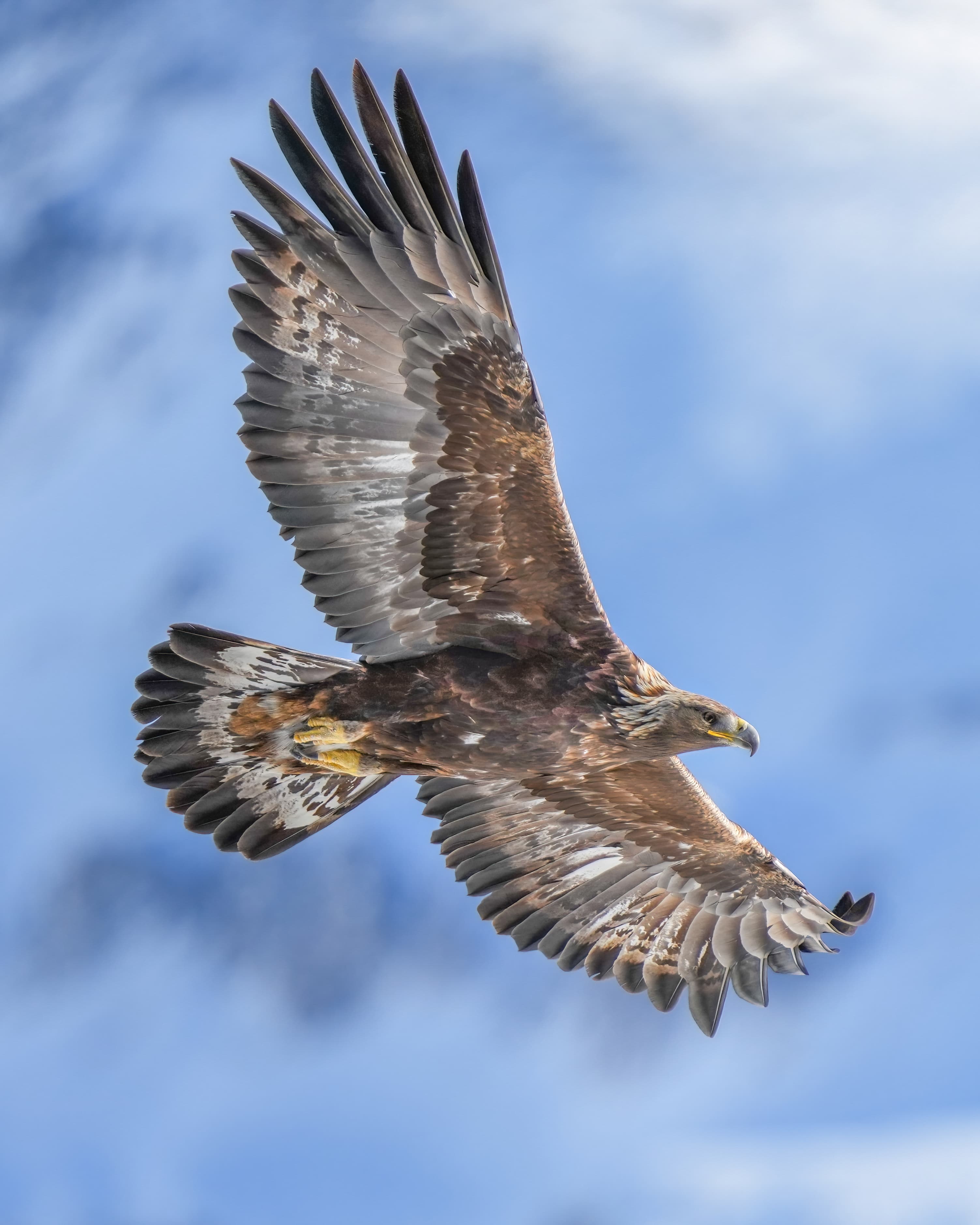 A golden eagle with wings spread wide soaring against a blue mountain sky