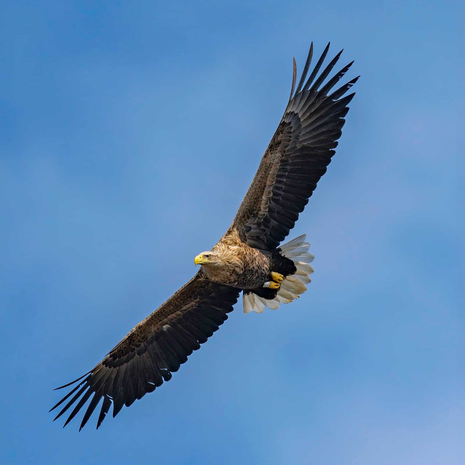 A white-tailed sea eagle in flight above a Norwegian fjord