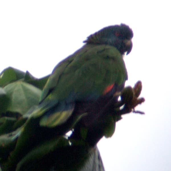 A vivid green parrot with blue face, red breast and yellow-green wings perched in a tree - the Saint Lucia parrot