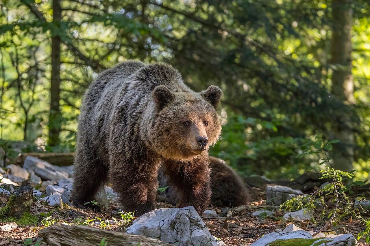 A large brown bear walking through a forest clearing