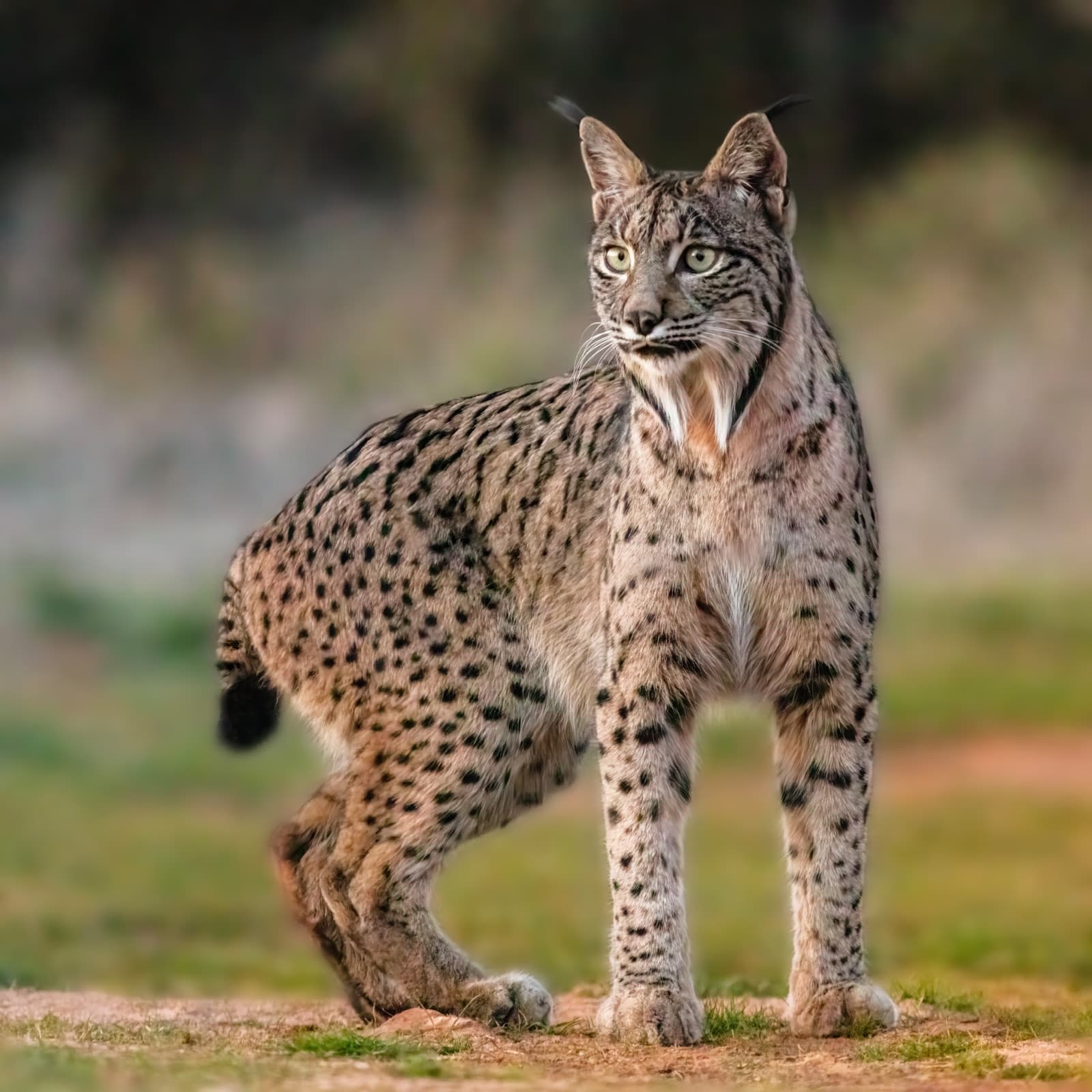 An Iberian lynx with tufted ears and spotted fur standing in a Spanish meadow