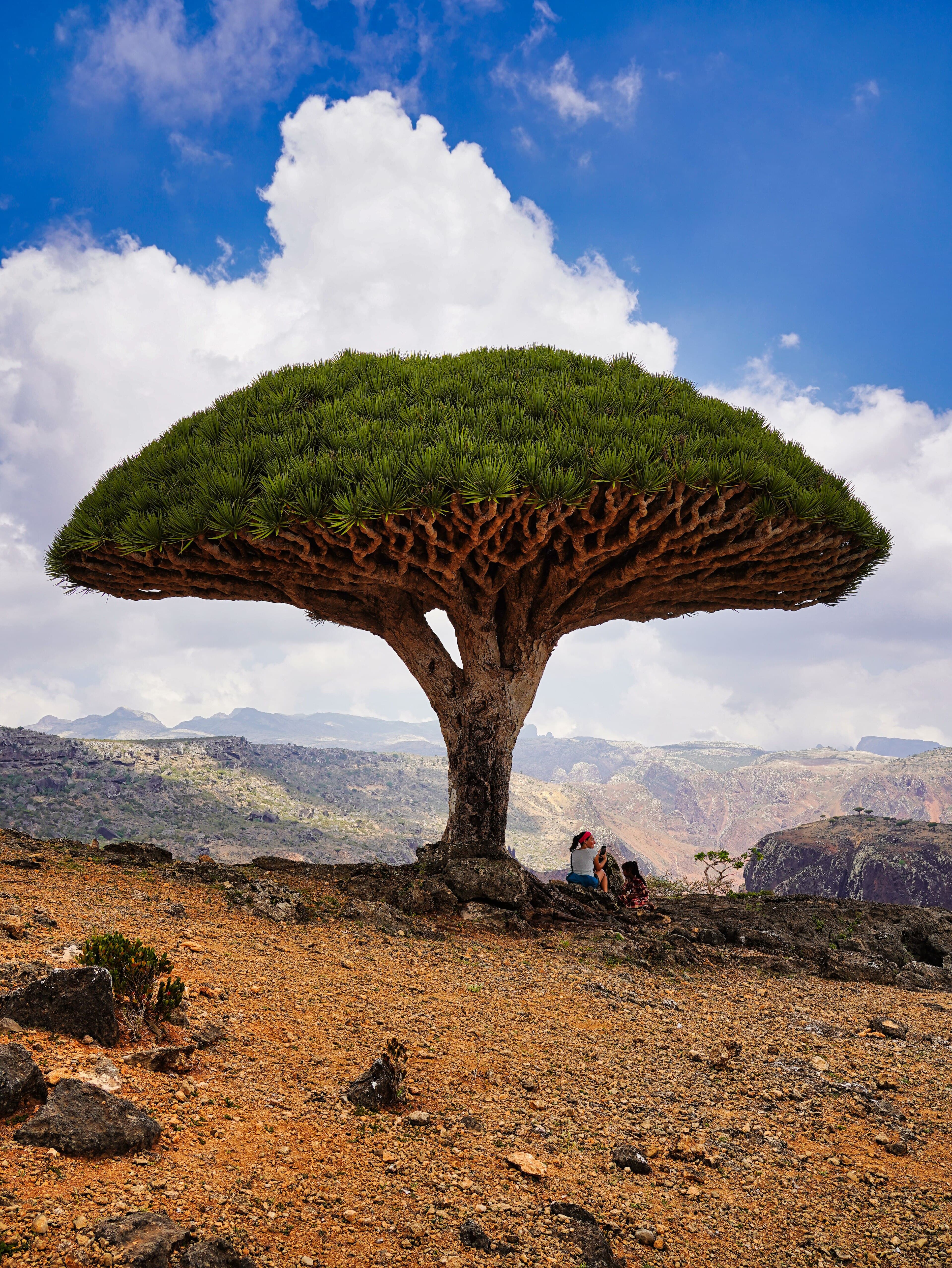 A dragon's blood tree with its distinctive flat, umbrella-shaped canopy against a blue sky on Socotra Island