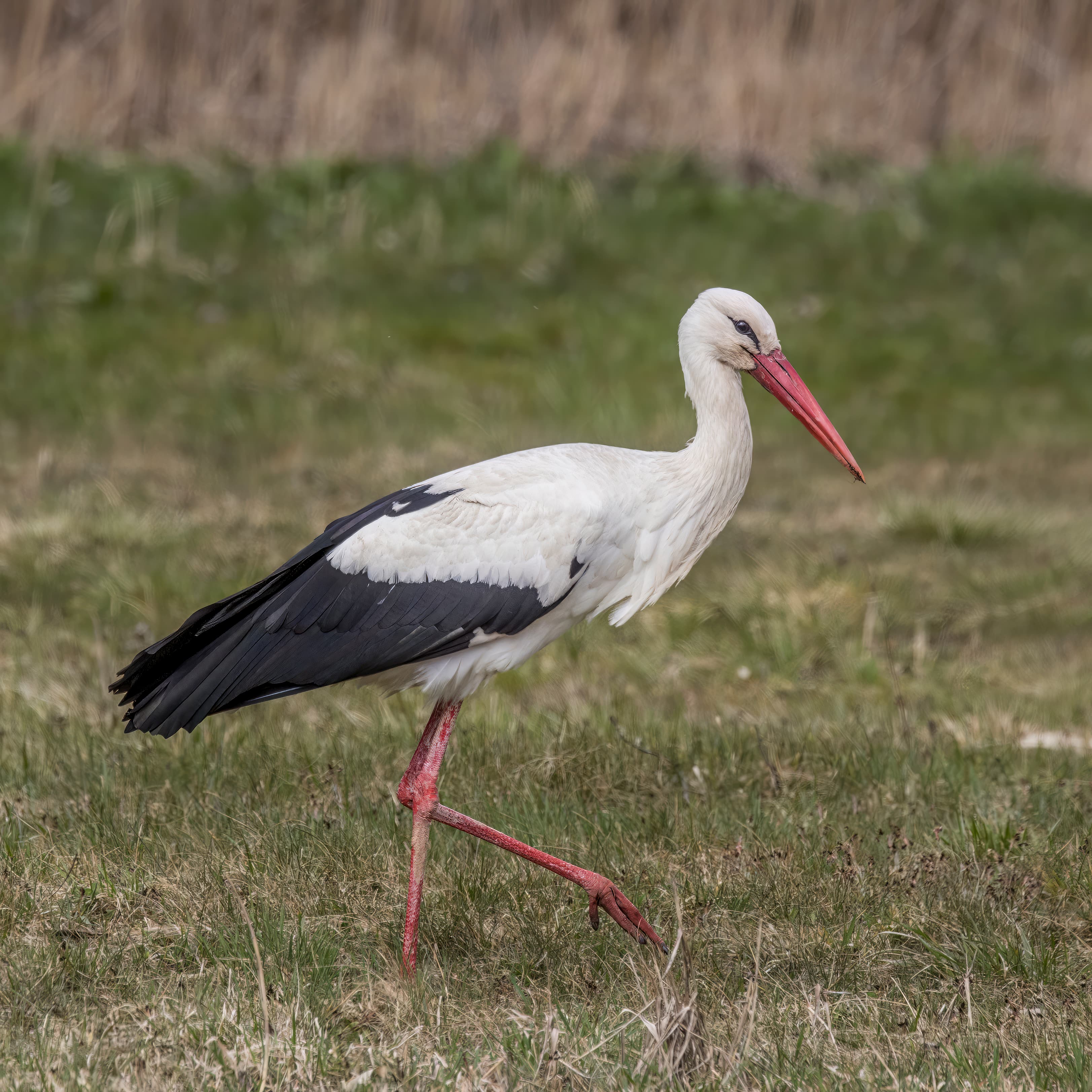 A white stork standing in its large nest on top of a wooden pole in a Belarusian village