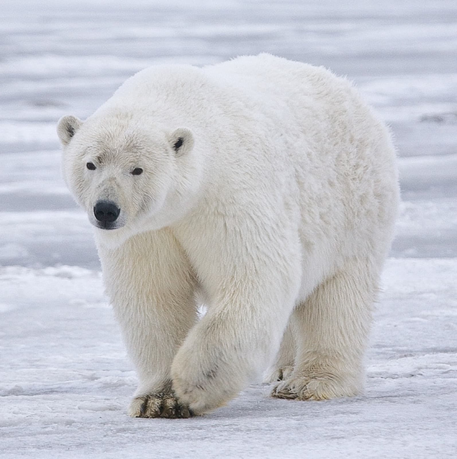 A polar bear walking across the sea ice
