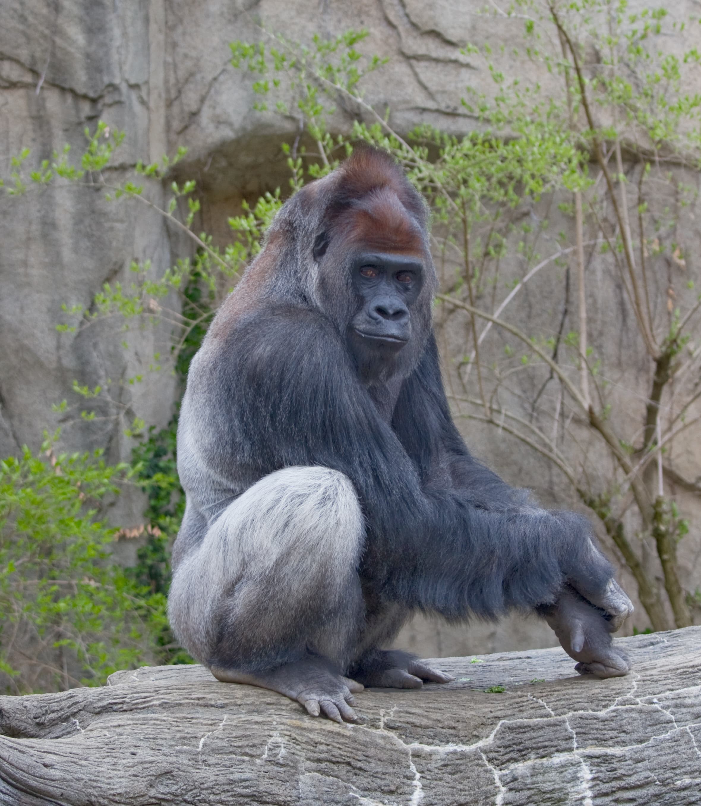 A western lowland gorilla sitting peacefully among forest vegetation