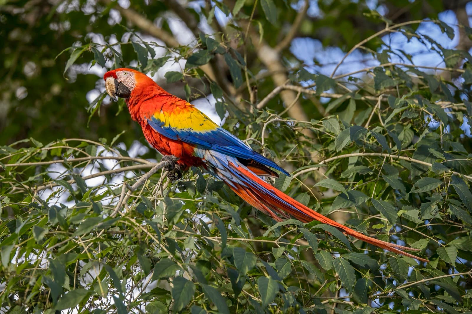 A scarlet macaw with bright red, yellow and blue feathers in flight
