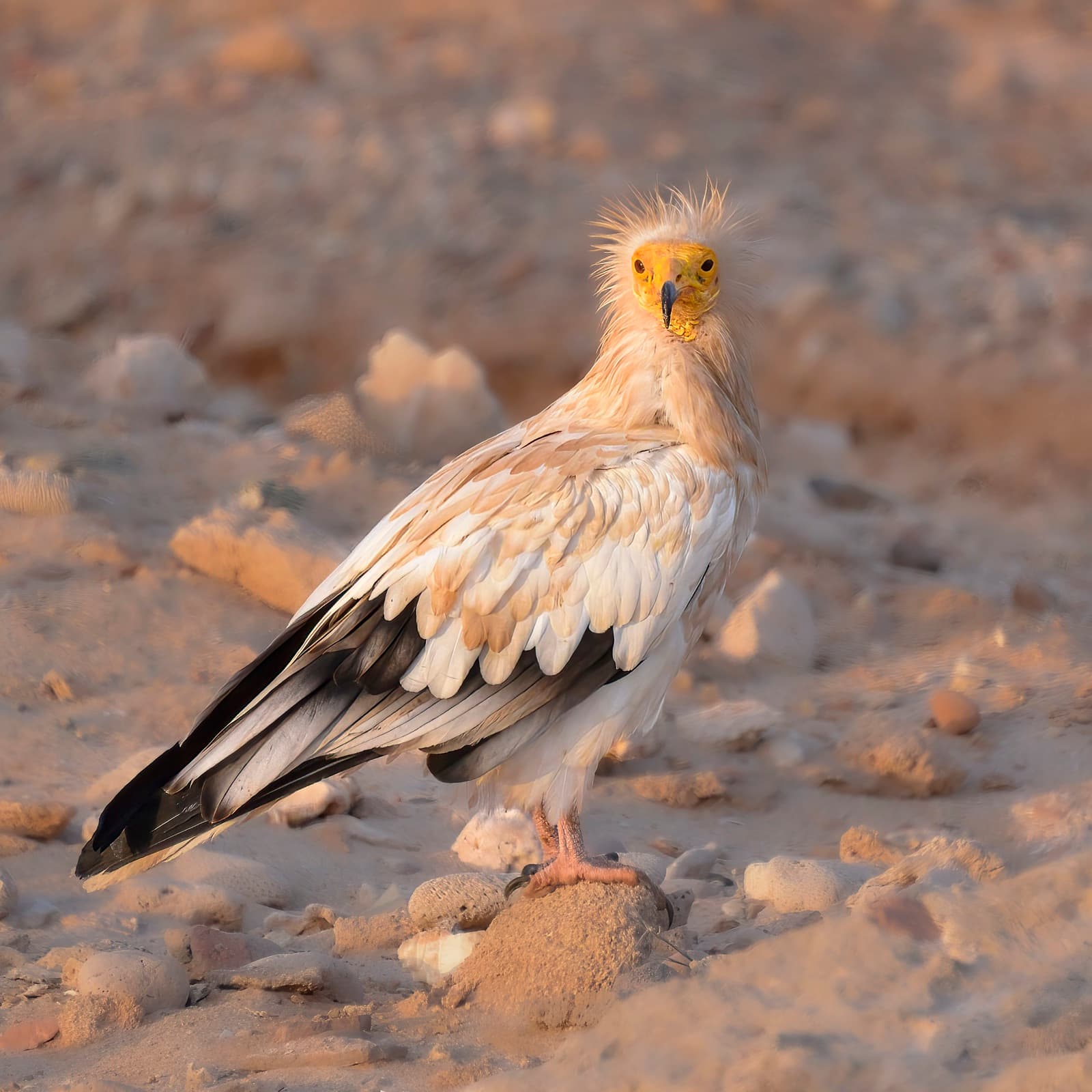 An Egyptian vulture with a bright yellow face standing on sandy ground