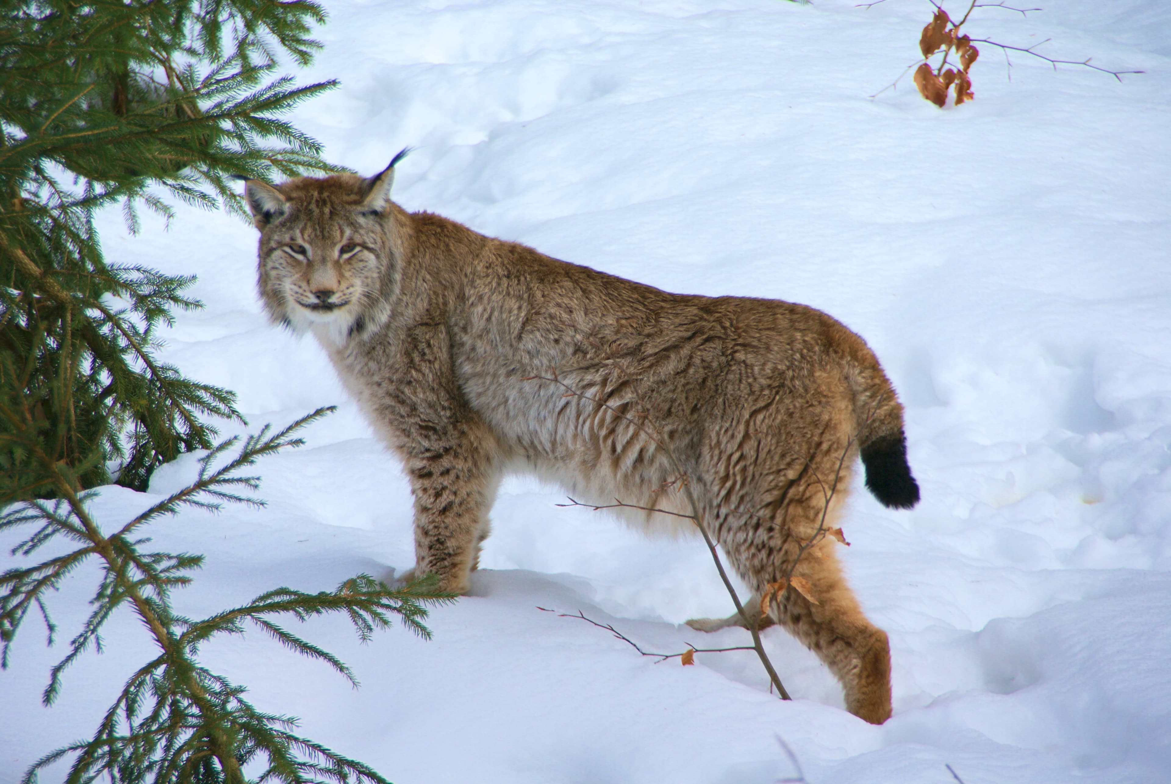A Eurasian lynx with thick fur and tufted ears standing on snow beside a spruce branch