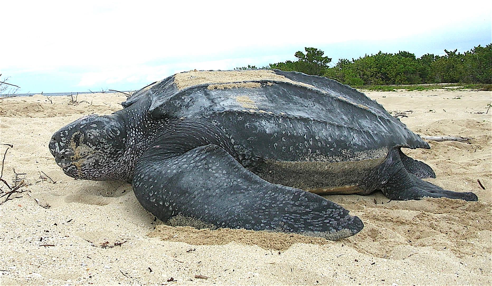 A large leatherback sea turtle crawling up a dark sandy beach at night
