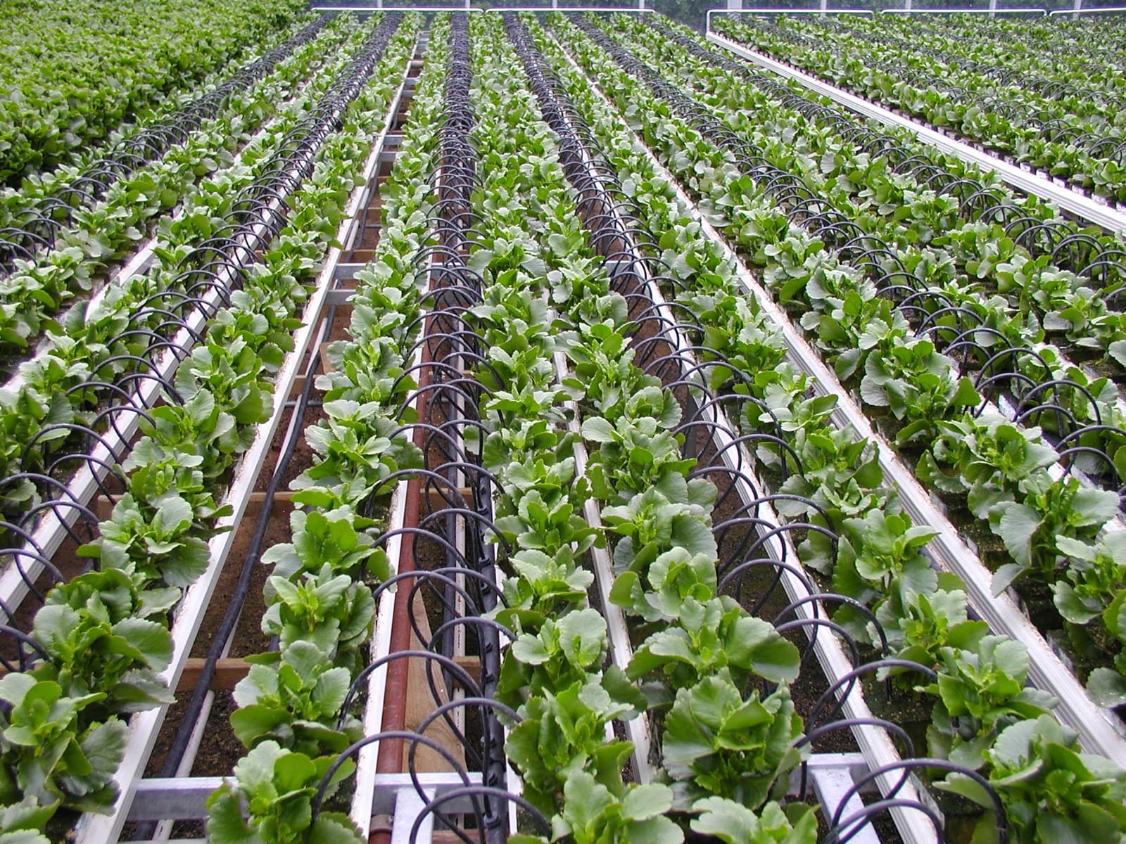 Black drip irrigation tubes running between rows of crops