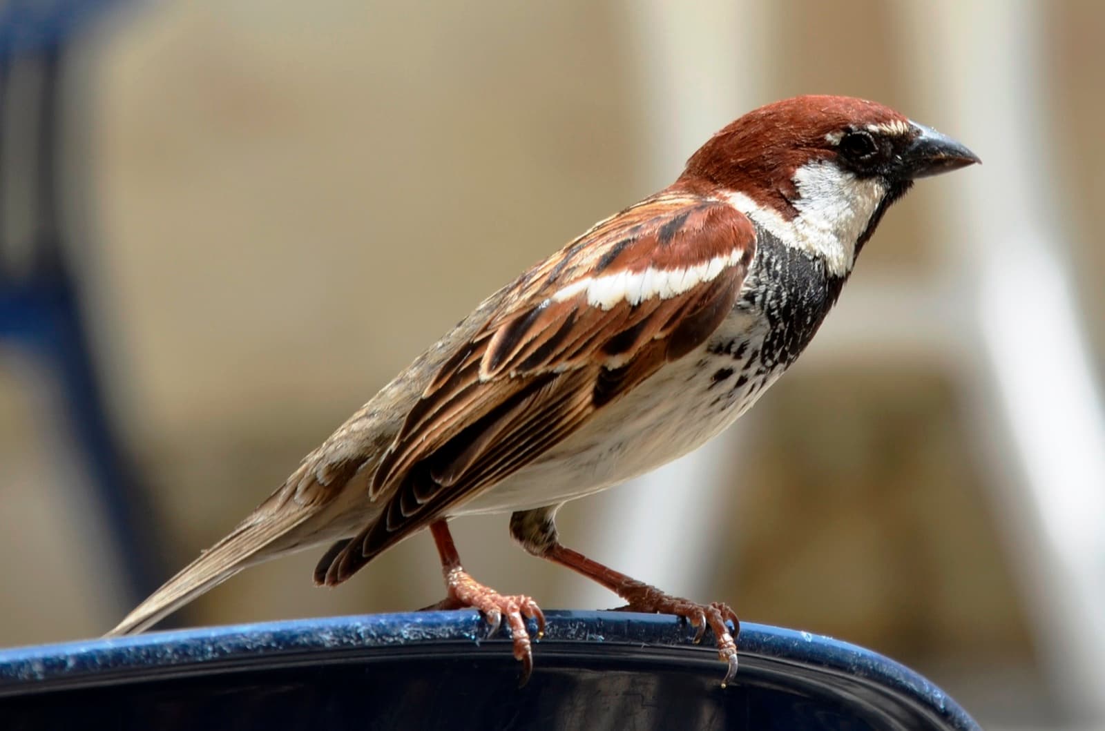 A close-up of an Italian sparrow with a chestnut-brown head