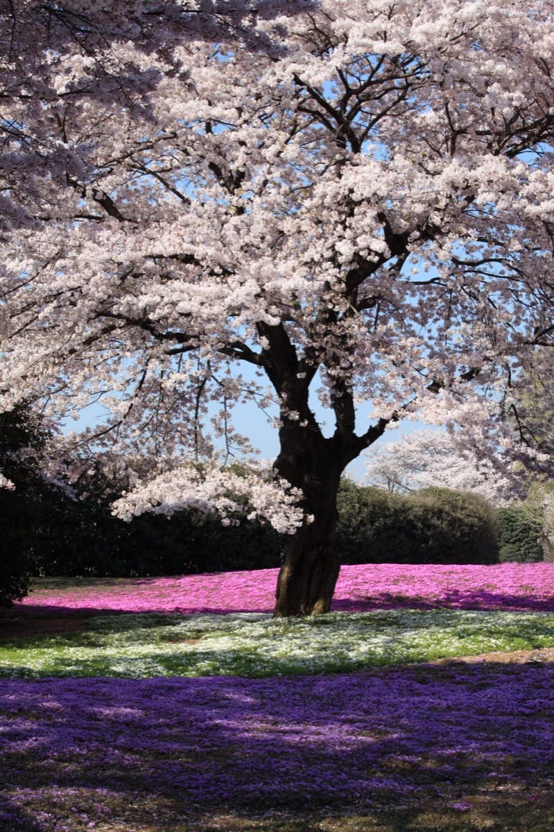 A large cherry tree in full pink bloom above a field of bright pink moss phlox