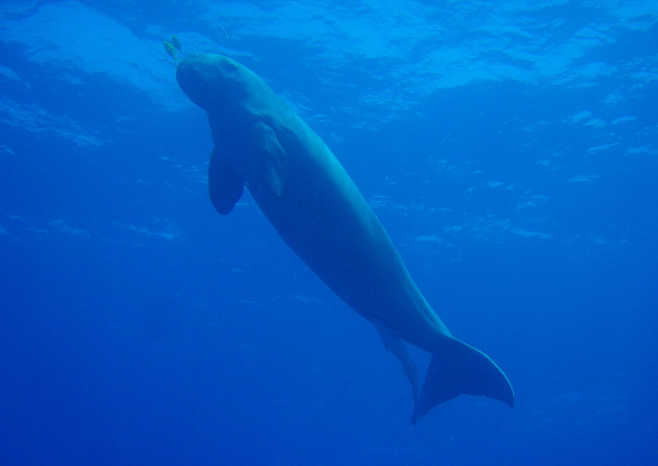A dugong swimming slowly above a bed of green seagrass in shallow water