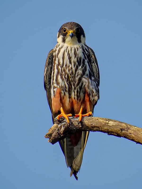 A peregrine falcon perched on a falconer's gloved fist in the Kuwaiti desert