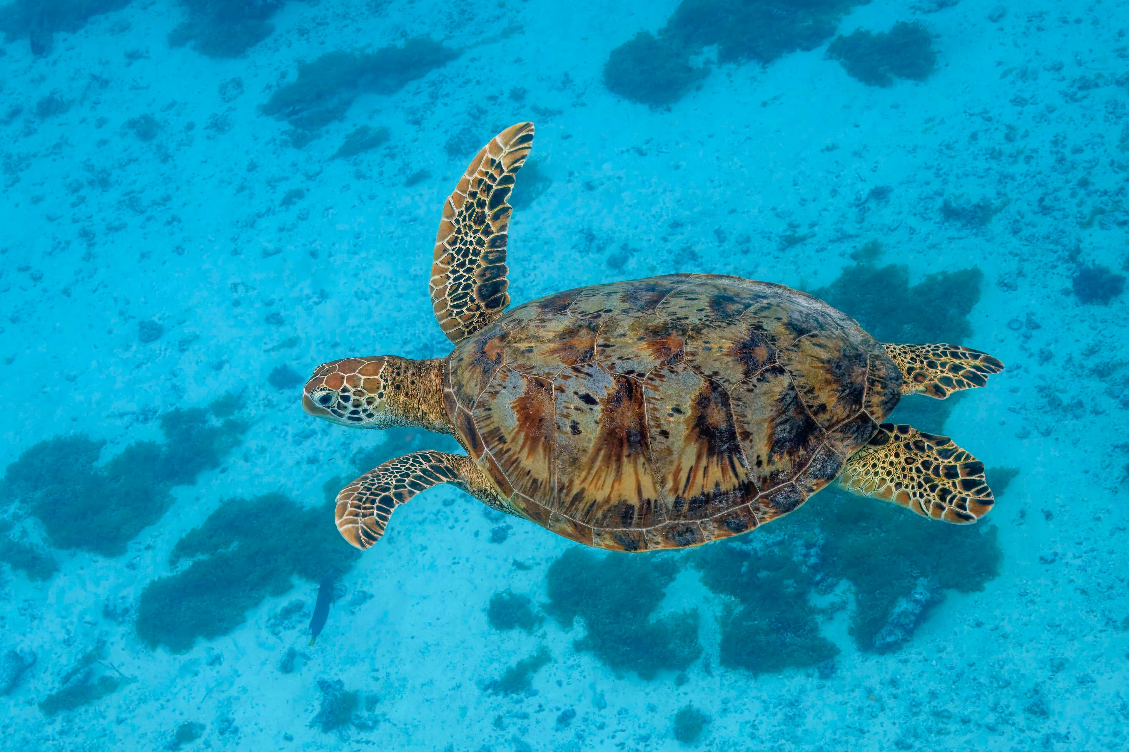 A green sea turtle gliding through clear blue water above a reef