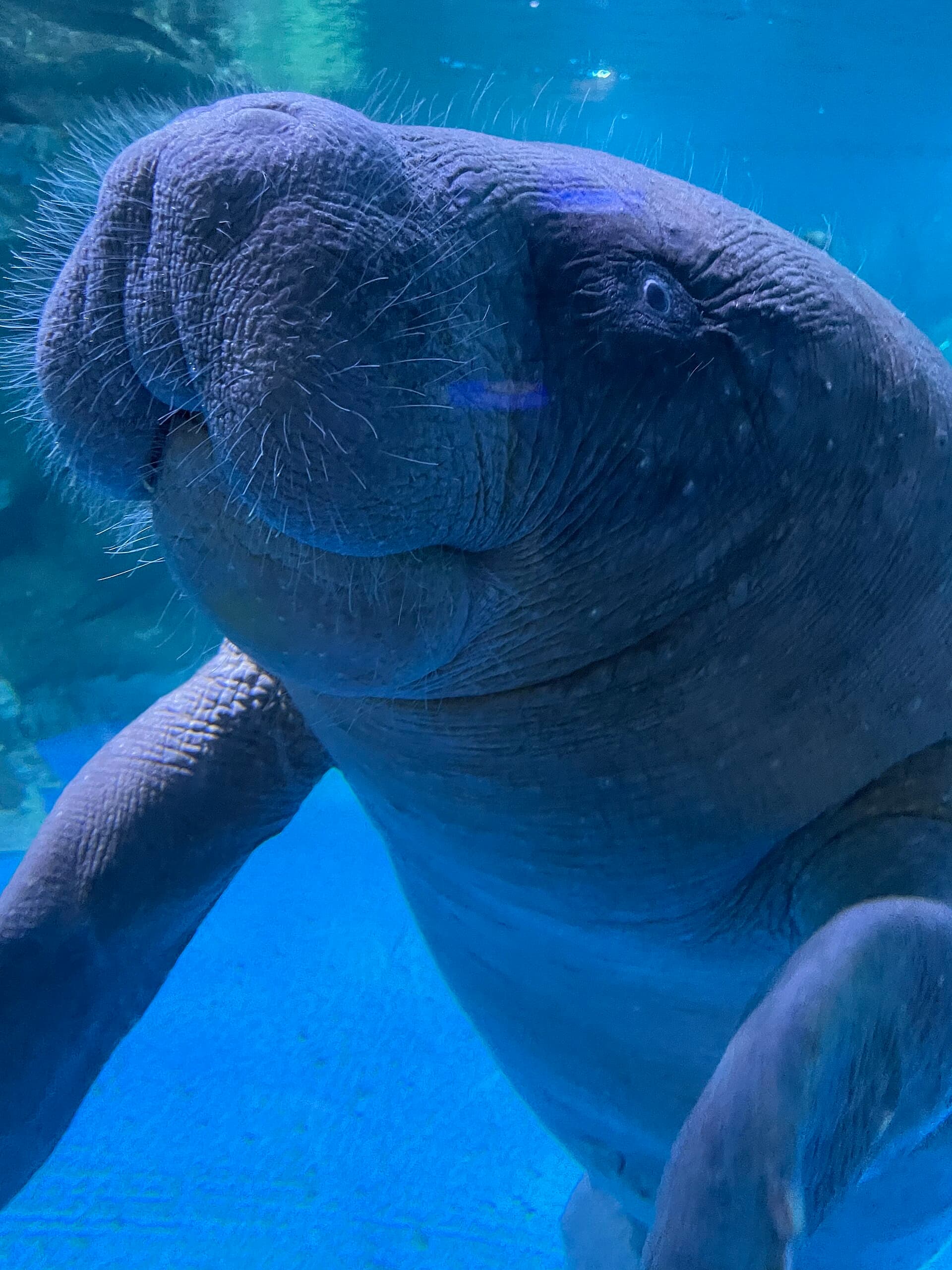 A round, whiskered West African manatee gliding slowly through green river water
