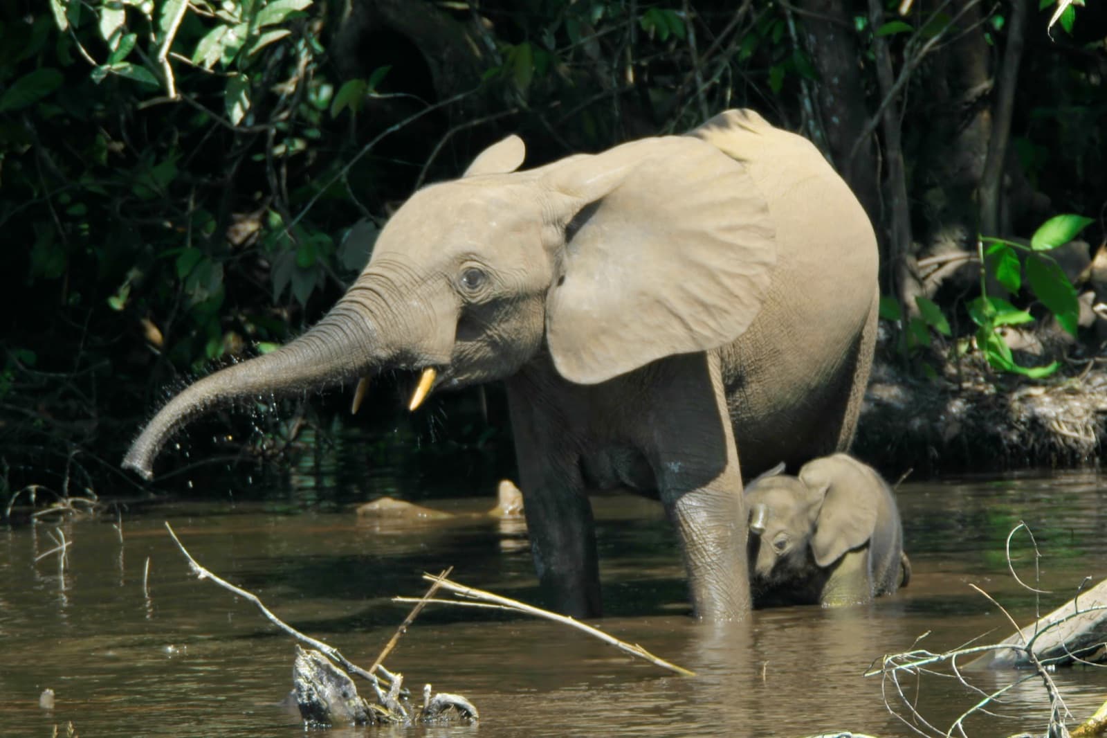 An African forest elephant with a calf wading in a river