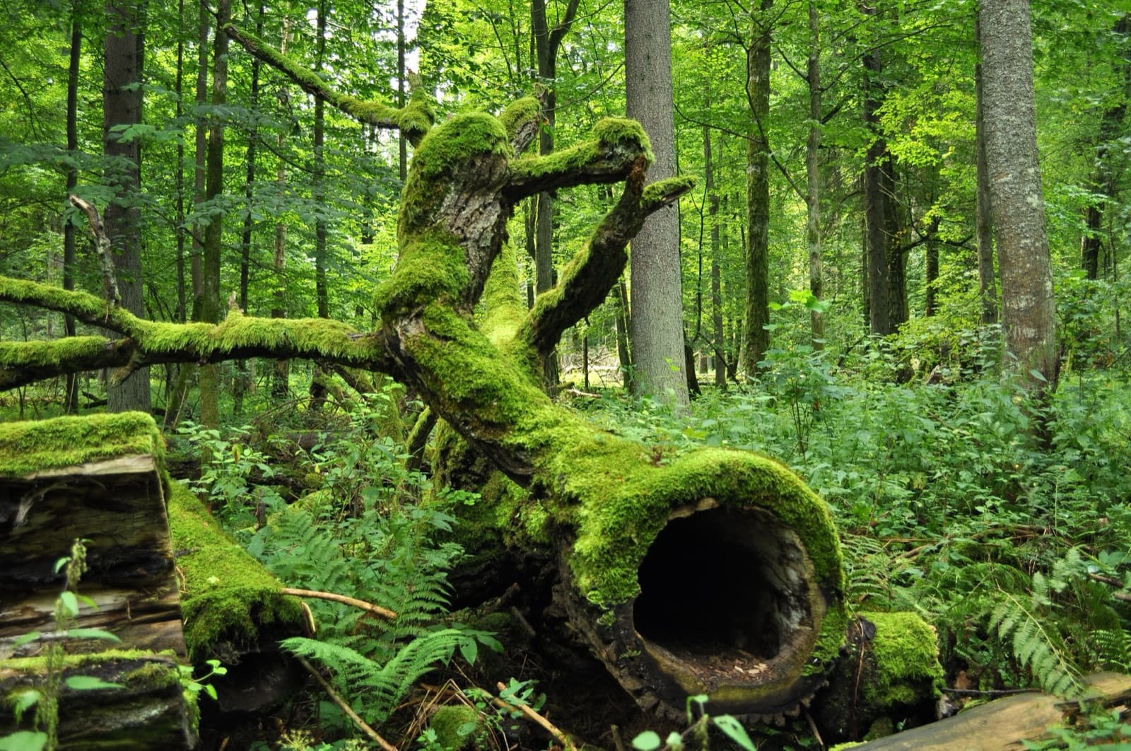 Tall ancient oaks and mossy ground in the Białowieża Forest