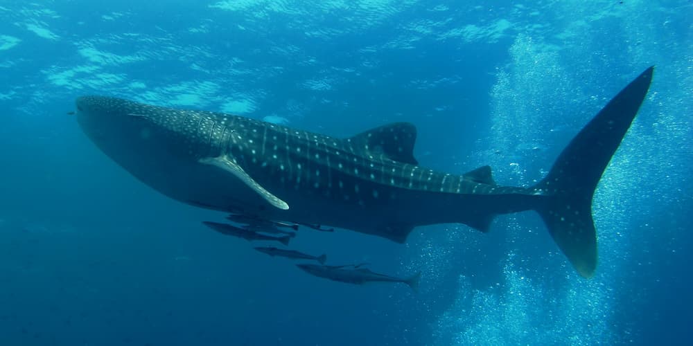 A huge whale shark with white spots gliding through sunlit blue water near the surface