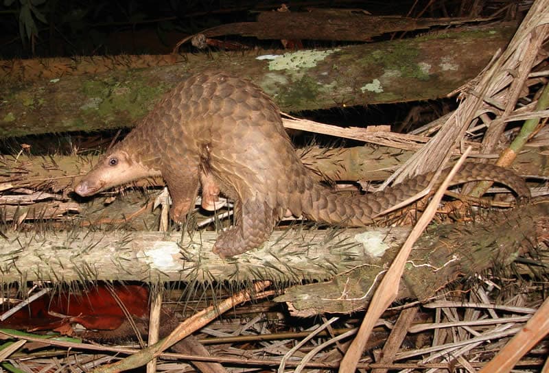 A Sunda pangolin walking on the forest floor