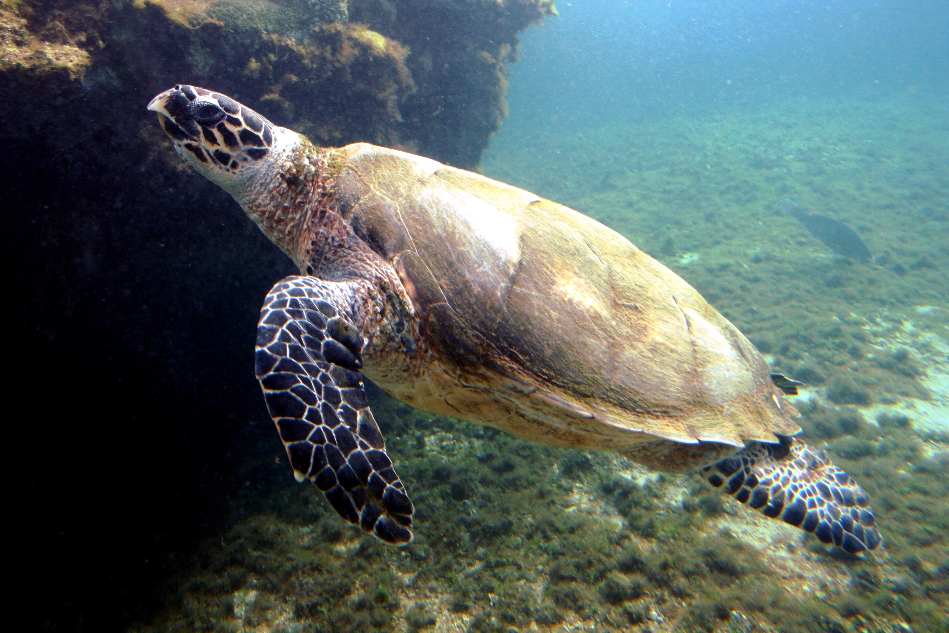 A hawksbill sea turtle swimming over a coral reef in turquoise water