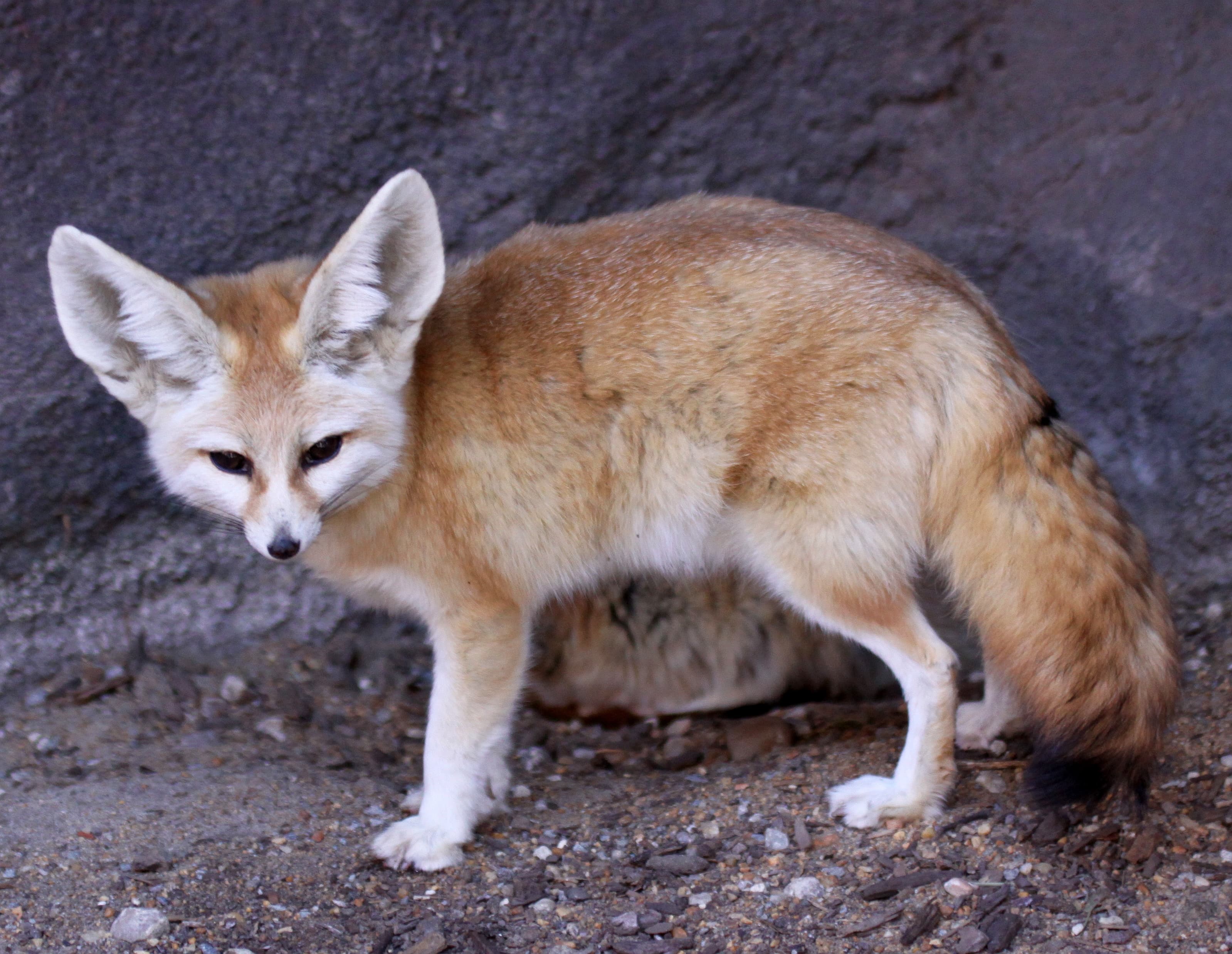A tiny fennec fox with enormous rounded ears sitting on desert sand