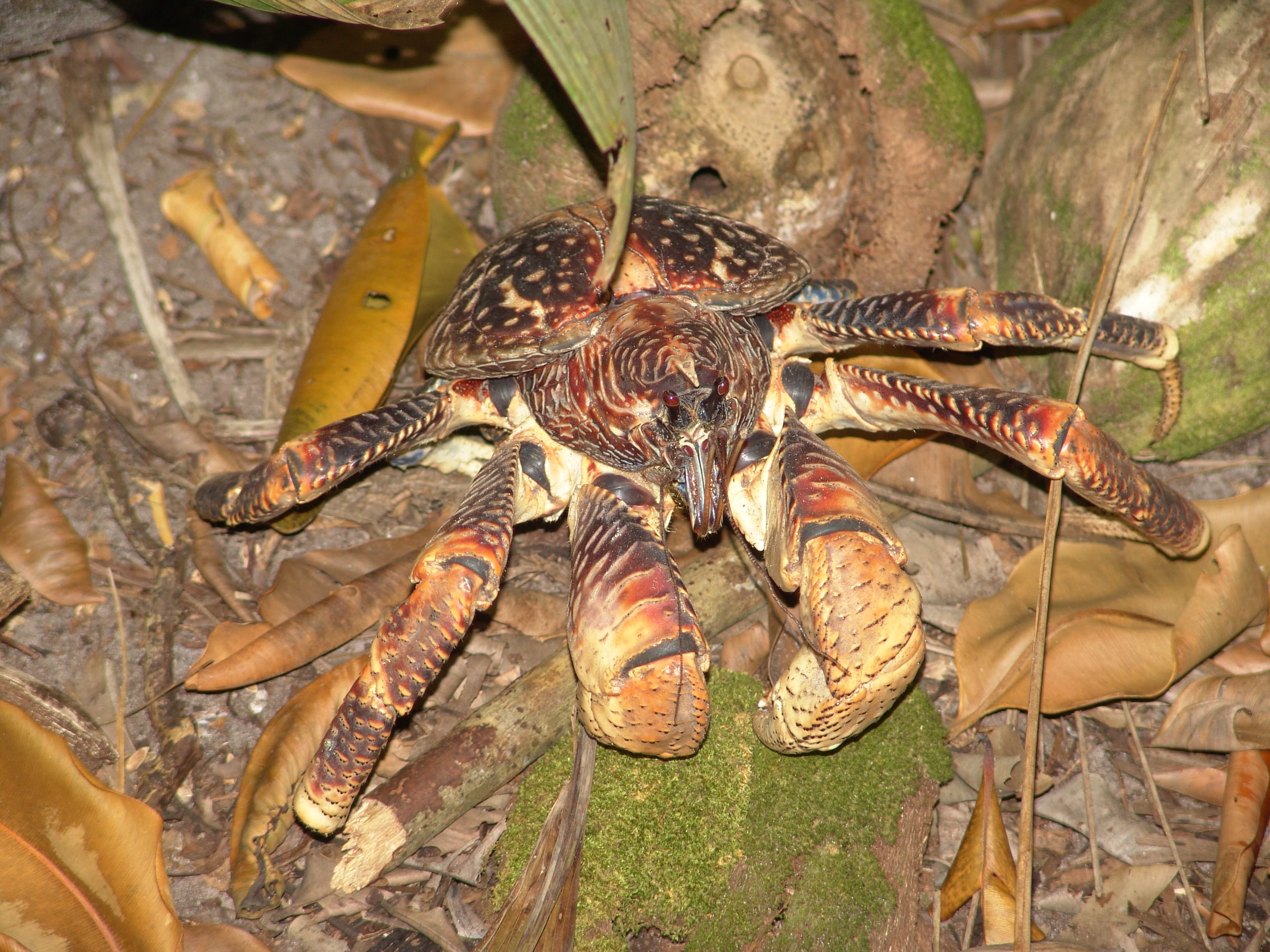 A large coconut crab with blue-purple claws gripping a coconut palm