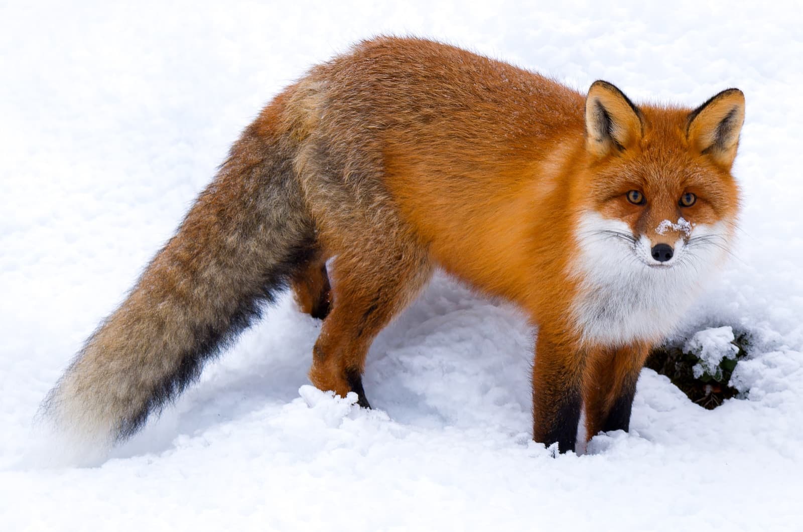 A red fox standing in snow with its long bushy tail