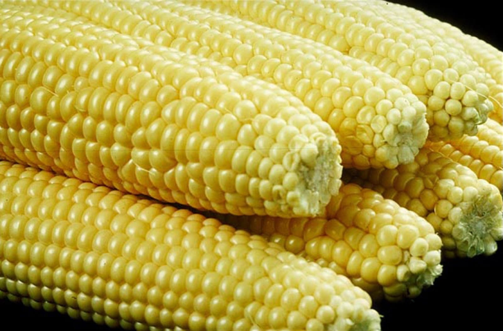 Ears of sweetcorn with bright yellow kernels