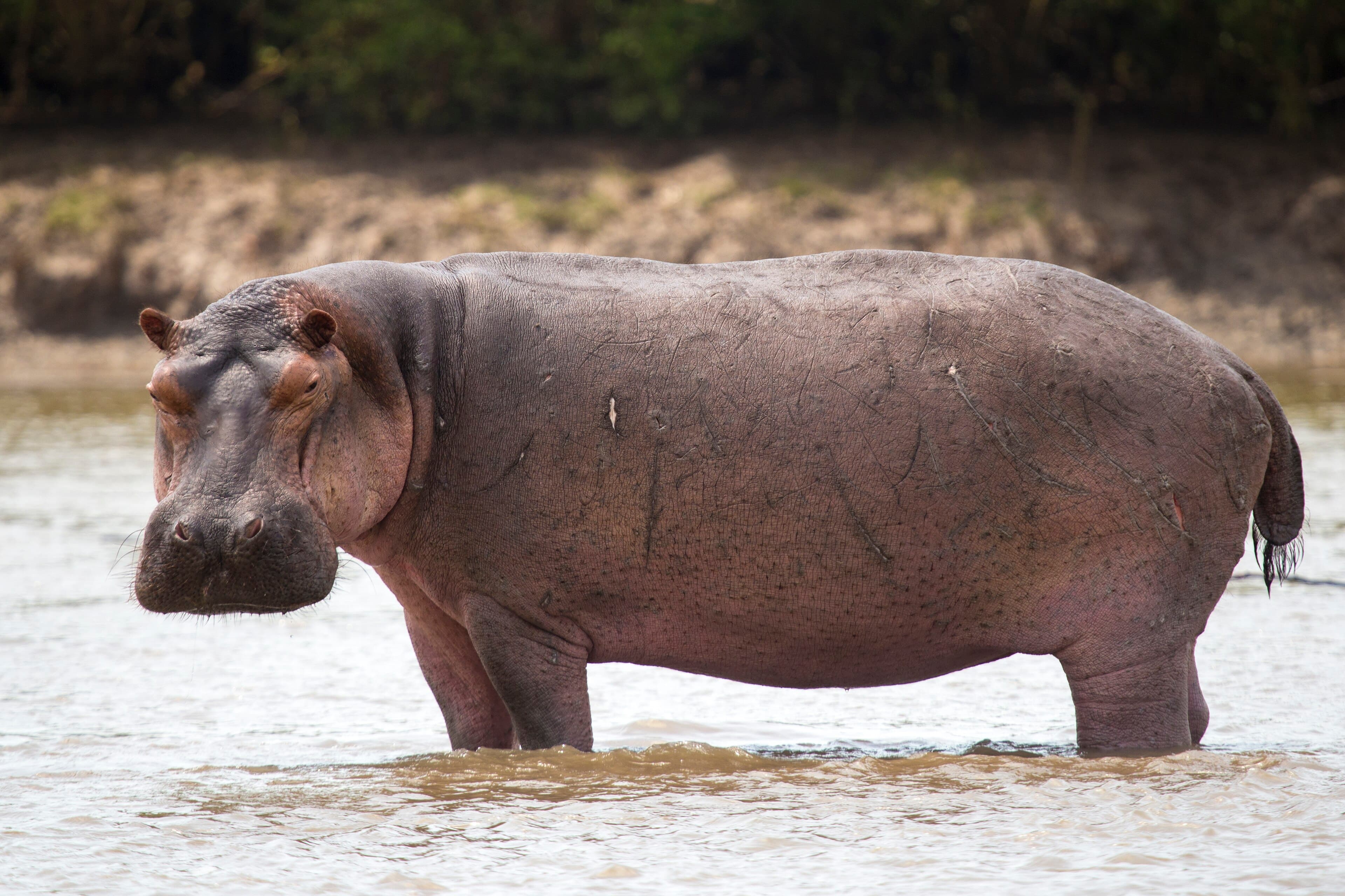 A pod of hippos resting in the Luangwa River with just their eyes above the water